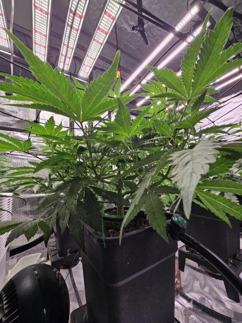 Automated oasis: Sticky Broccoli. Week 5