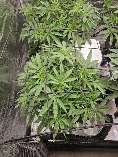 Automated oasis: Sticky Broccoli. Week 5