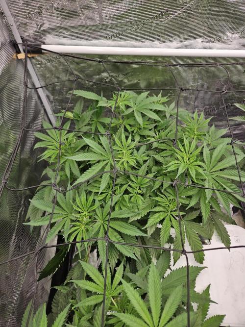 Automated oasis: Sticky Broccoli. Week 5