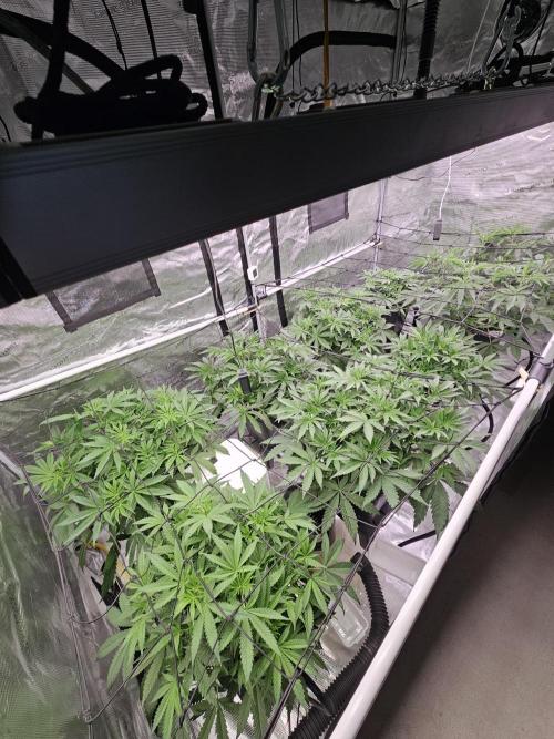 Automated oasis: Sticky Broccoli. Week 5