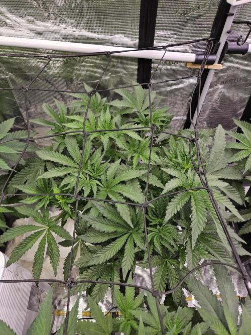 A Mindful Grow: Mental Rainbow. Week 5