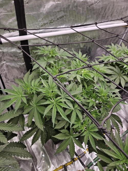 A Mindful Grow: Mental Rainbow. Week 5