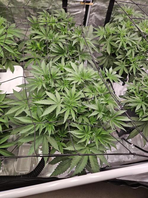A Mindful Grow: Mental Rainbow. Week 5