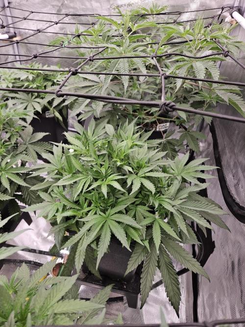 A Mindful Grow: Mental Rainbow. Week 5