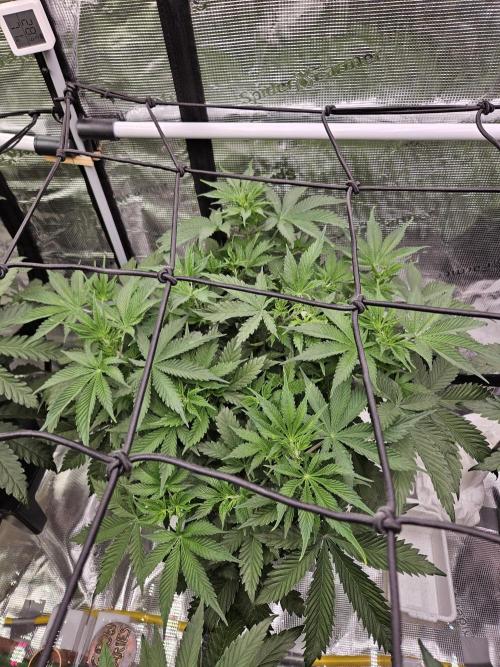 A Mindful Grow: Mental Rainbow. Week 5