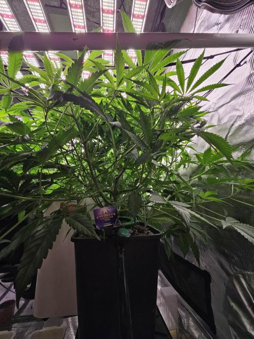 Automated oasis: Sticky Broccoli. Week 6