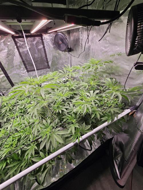 Automated oasis: Sticky Broccoli. Week 6