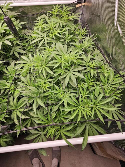 Automated oasis: Sticky Broccoli. Week 6