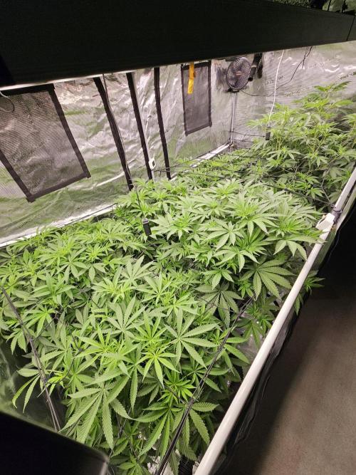 A Mindful Grow: Mental Rainbow. Week 6