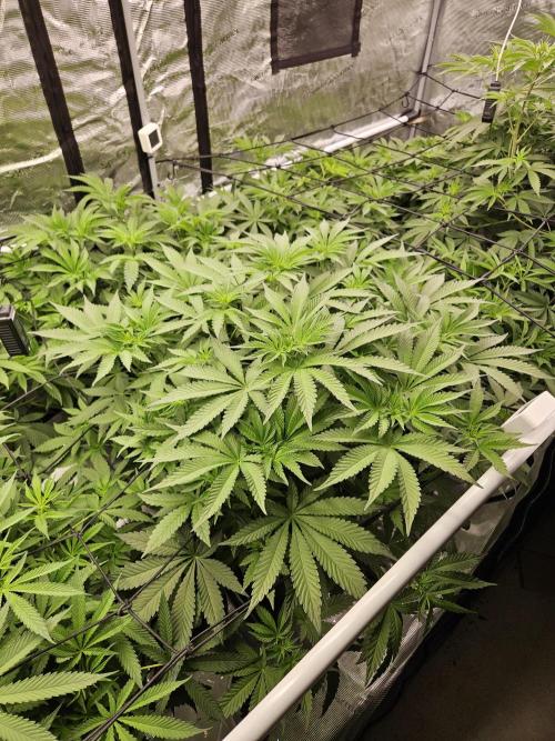 A Mindful Grow: Mental Rainbow. Week 6