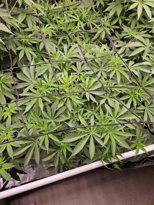 A Mindful Grow: Mental Rainbow. Week 6