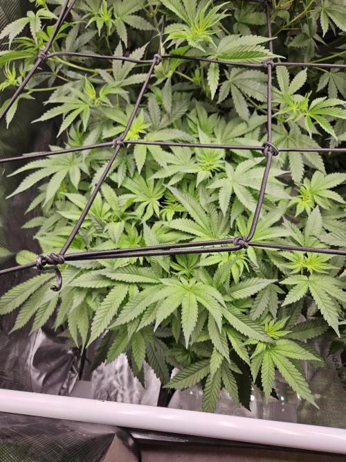 A Mindful Grow: Mental Rainbow. Week 6