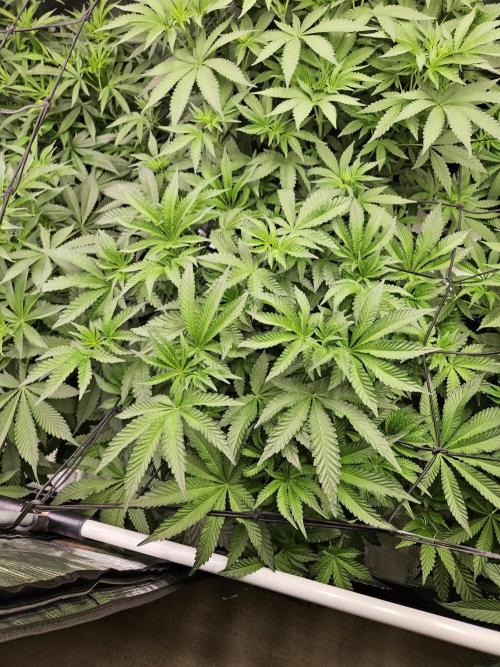 A Mindful Grow: Mental Rainbow. Week 6