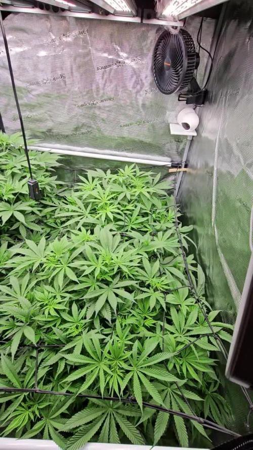 A Mindful Grow: Mental Rainbow