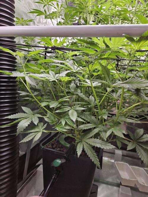 A Mindful Grow: Mental Rainbow. Week 7