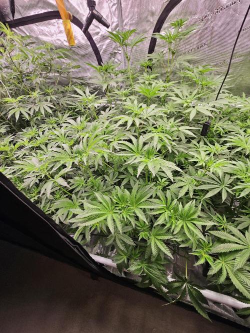 A Mindful Grow: Mental Rainbow. Week 7