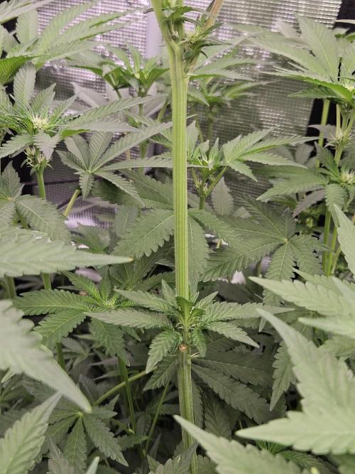 A Mindful Grow: Mental Rainbow. Week 7