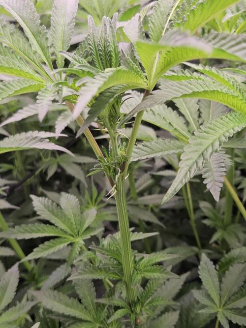 A Mindful Grow: Mental Rainbow. Week 7