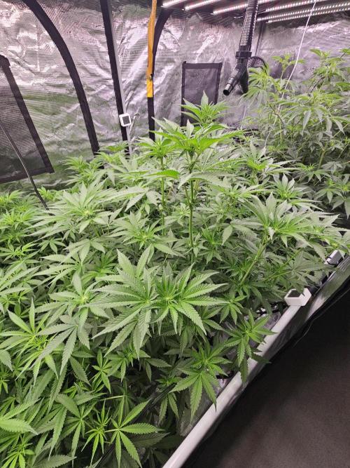 A Mindful Grow: Mental Rainbow. Week 7