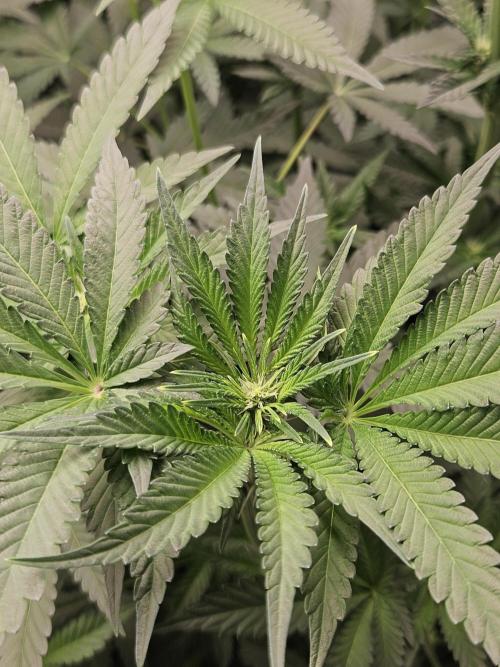 A Mindful Grow: Mental Rainbow. Week 7