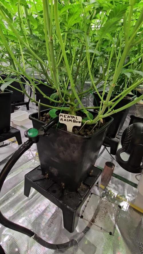 A Mindful Grow: Mental Rainbow
