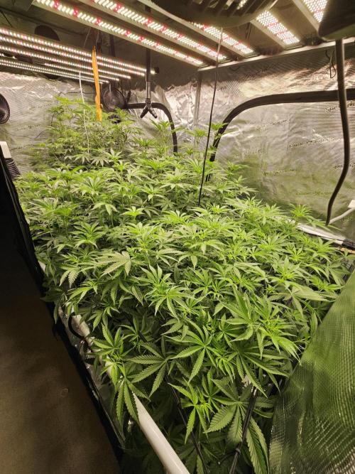 Automated oasis: Sticky Broccoli. Week 7