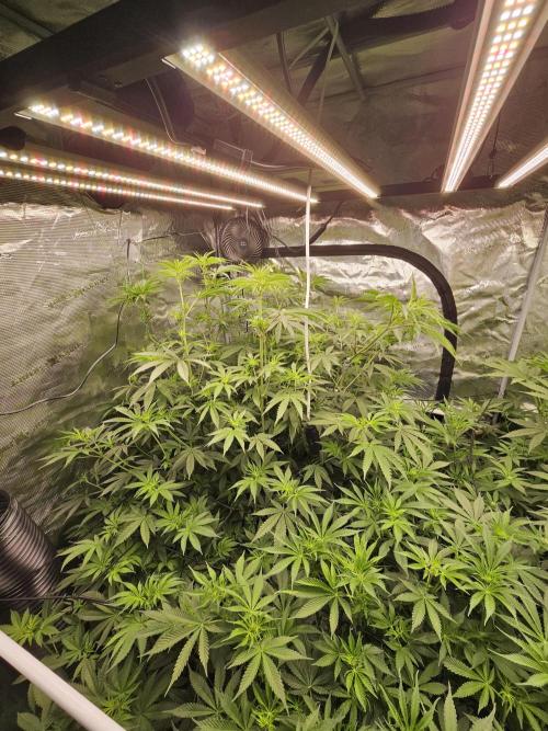 Automated oasis: Sticky Broccoli. Week 7