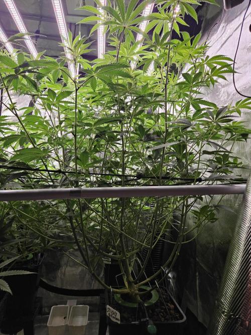 Automated oasis: Sticky Broccoli. Week 7