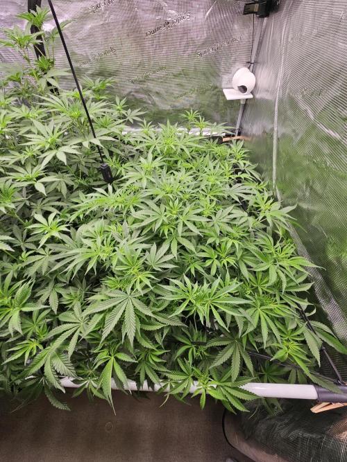 Automated oasis: Sticky Broccoli. Week 7