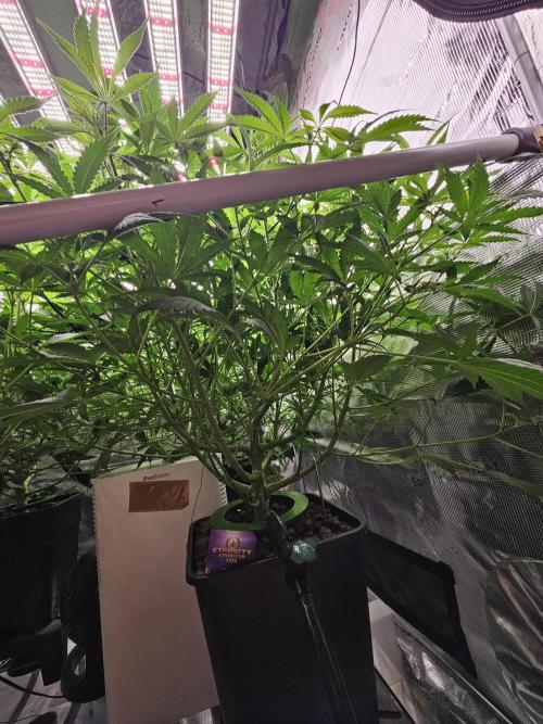 Automated oasis: Sticky Broccoli. Week 7