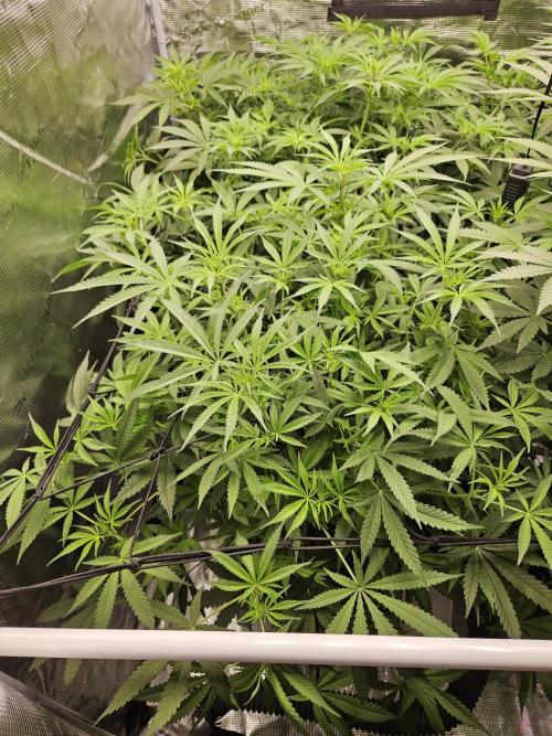 Automated oasis: Sticky Broccoli. Week 7