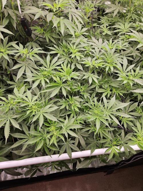 Automated oasis: Sticky Broccoli. Week 7