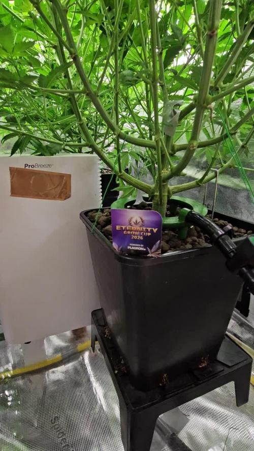Automated oasis: Sticky Broccoli