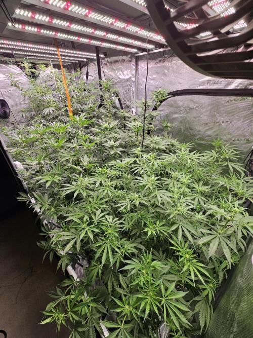 Automated oasis: Sticky Broccoli. Week 8