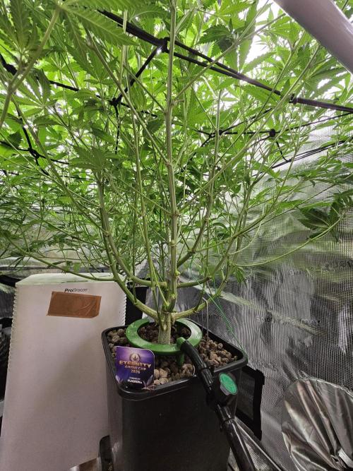 Automated oasis: Sticky Broccoli. Week 8