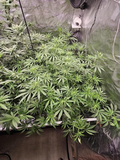 Automated oasis: Sticky Broccoli. Week 8
