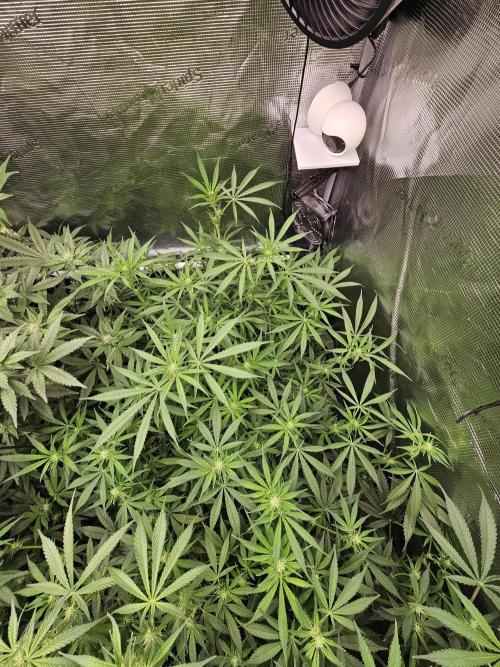 Automated oasis: Sticky Broccoli. Week 8