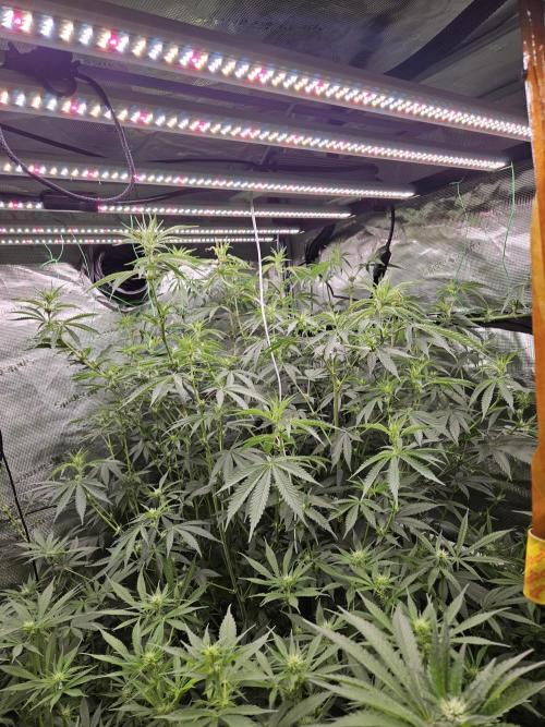 Automated oasis: Sticky Broccoli. Week 8