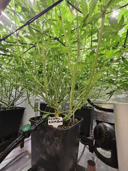 A Mindful Grow: Mental Rainbow. Week 8