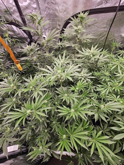 A Mindful Grow: Mental Rainbow. Week 8