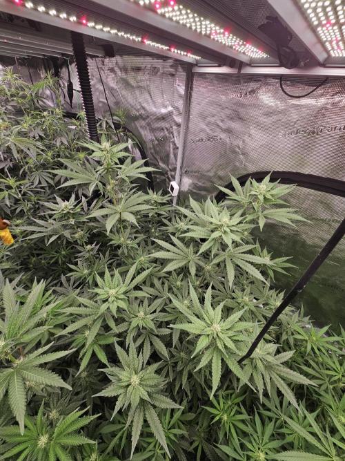 A Mindful Grow: Mental Rainbow. Week 8