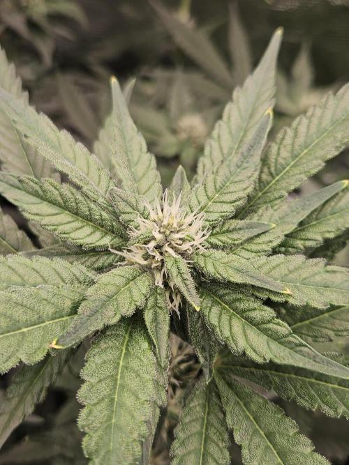 A Mindful Grow: Mental Rainbow. Week 8