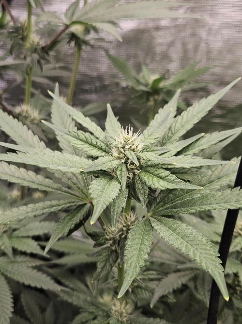 A Mindful Grow: Mental Rainbow. Week 8