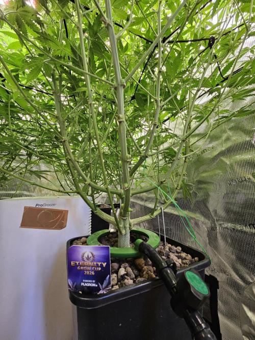 Automated oasis: Sticky Broccoli. Week 9