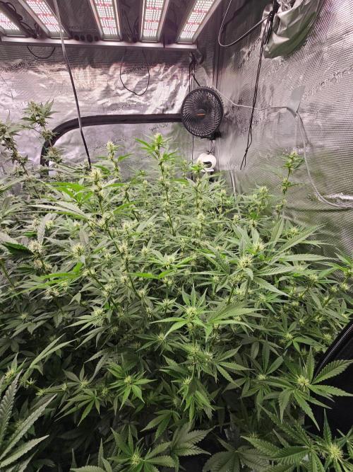 Automated oasis: Sticky Broccoli. Week 9