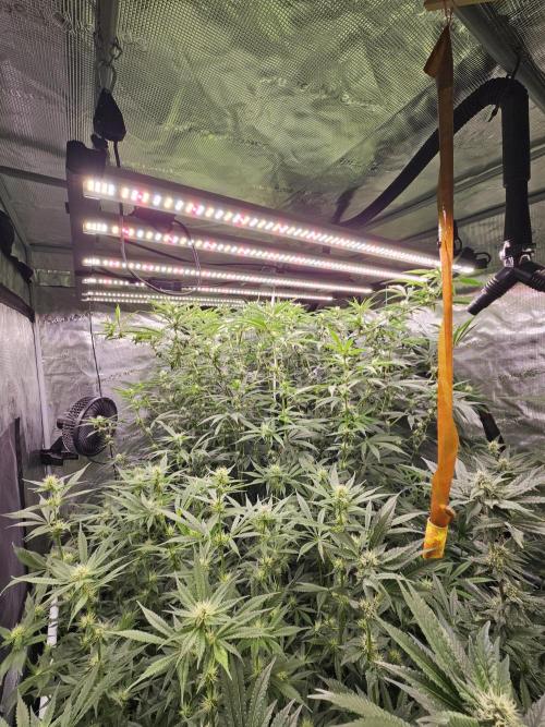 Automated oasis: Sticky Broccoli. Week 9