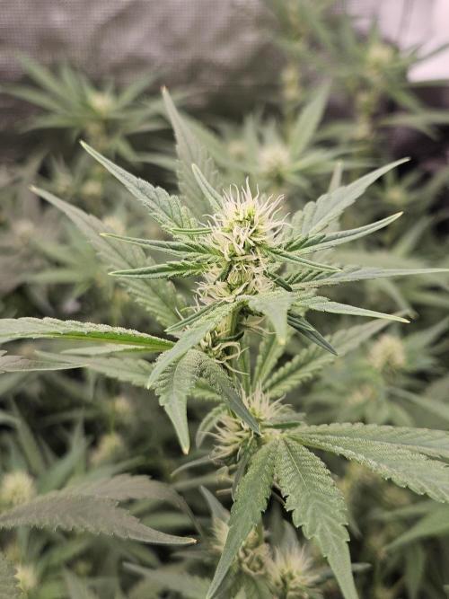 Automated oasis: Sticky Broccoli. Week 9