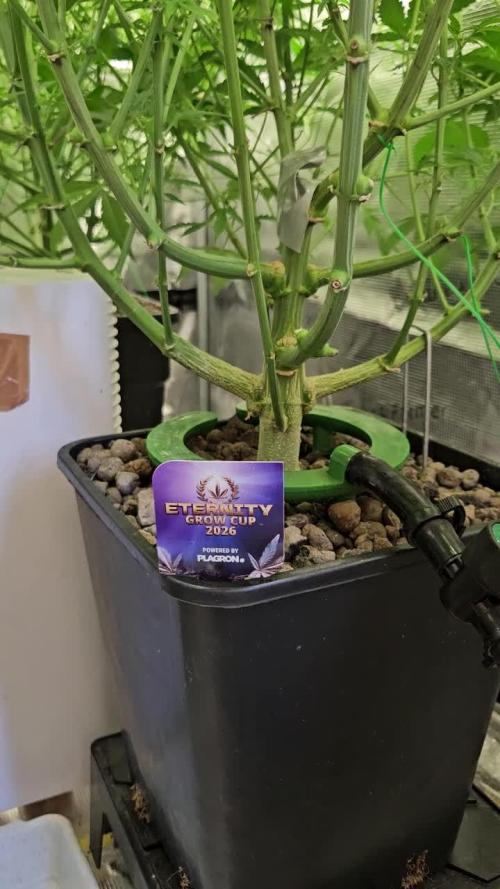 Sticky Broccoli . Week 9