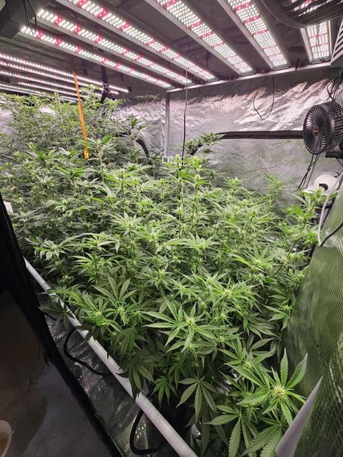 A Mindful Grow: Mental Rainbow. Week 9