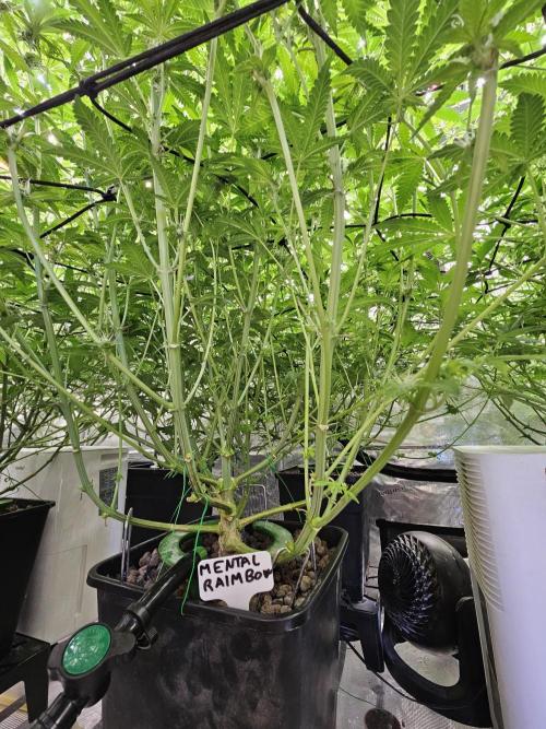 A Mindful Grow: Mental Rainbow. Week 9